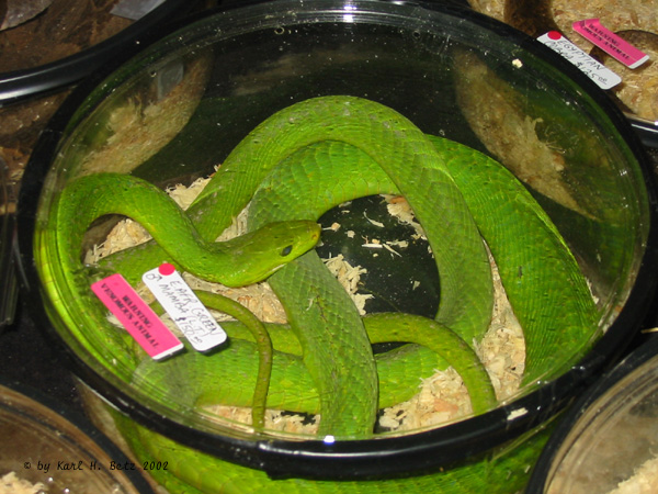 Eastern Green Mamba 150.jpg [146 Kb]